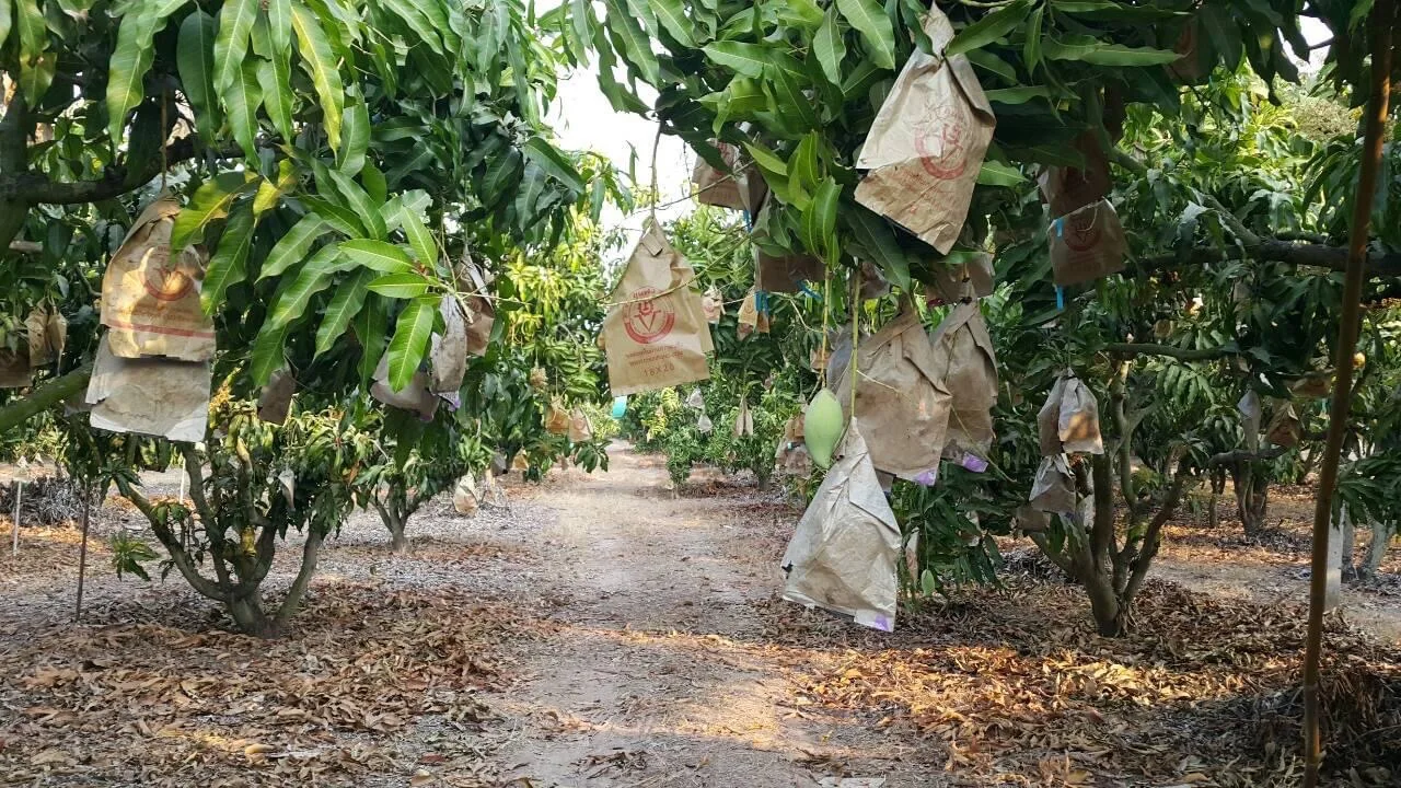 Best Seller IQF Fresh  Mango Puree Frozen  Halal Standard 100 Organic Fruit Ingredients From Local North Of Thailand