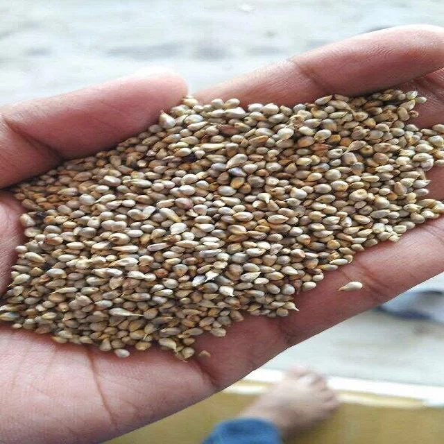 Bajra Green Millet Animal Feed Best Quality Available For Export