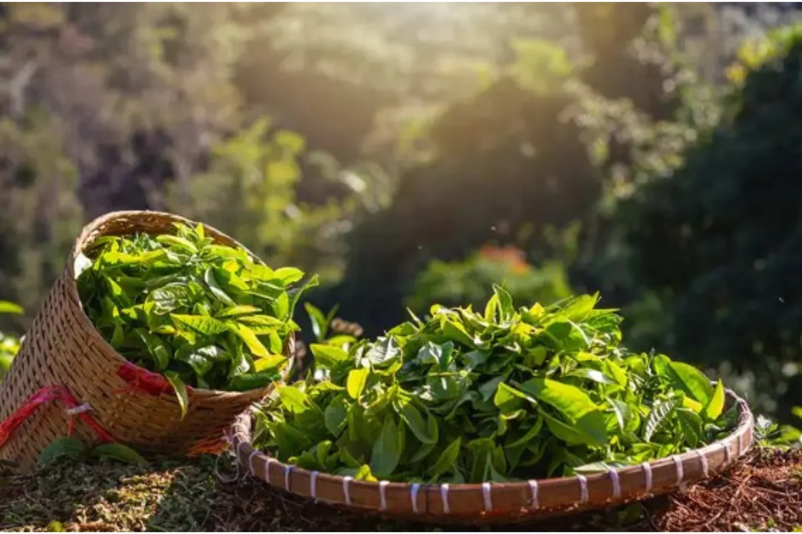 Wholesale Rate Japanese Matcha Standard A Ceremonial Organic Green Tea Powder Free Shipping