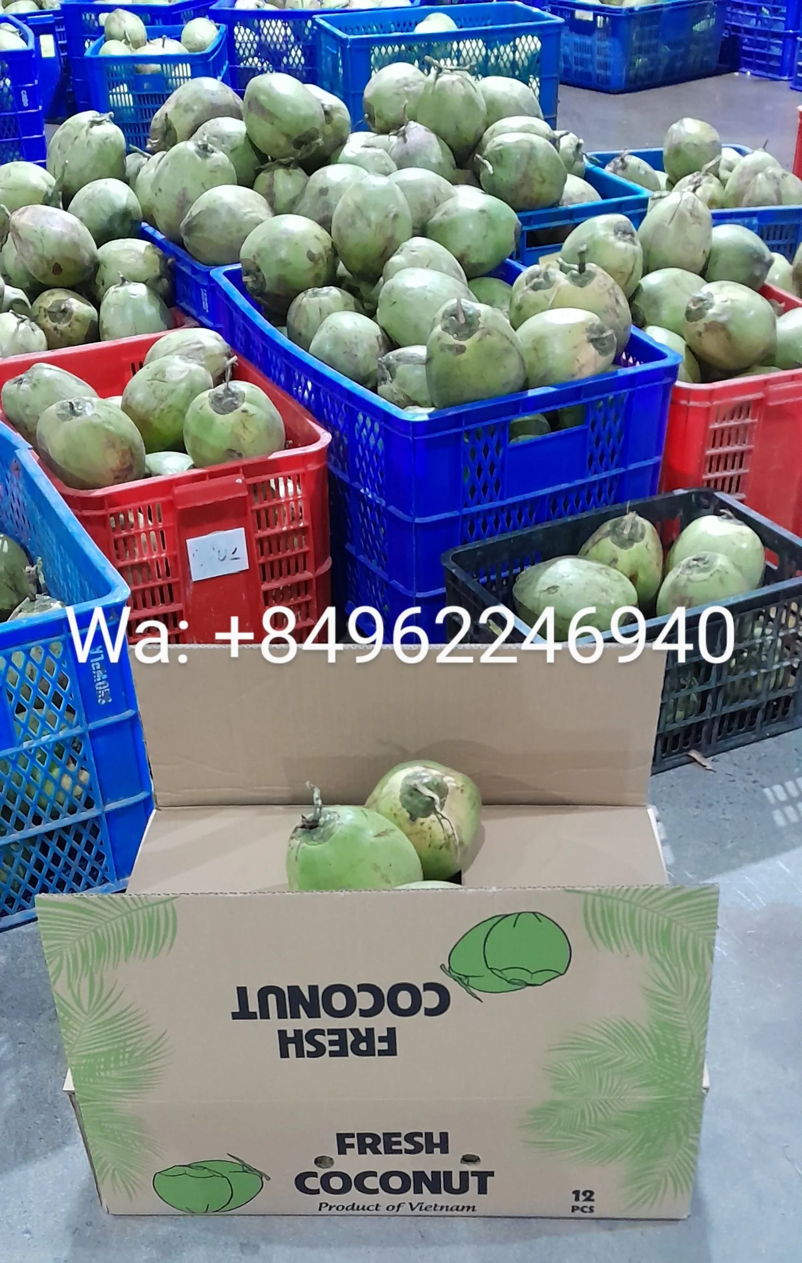 Coconut fruits of Vietnam New product cheap price Fresh green young coconut Top quality best price coconut for wholesales 2023
