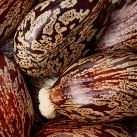 castor seed for sale