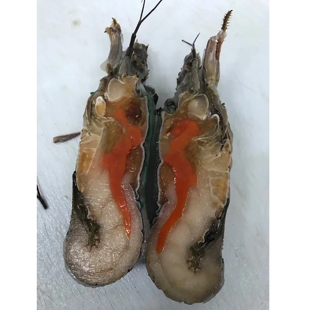 Nutritious Tasty Seafood (200-300 gm/pcs) IQF Bulk Packing 10 kg/ctn Whole Frozen Indonesia Bamboo Lobster Panulirus versicolor