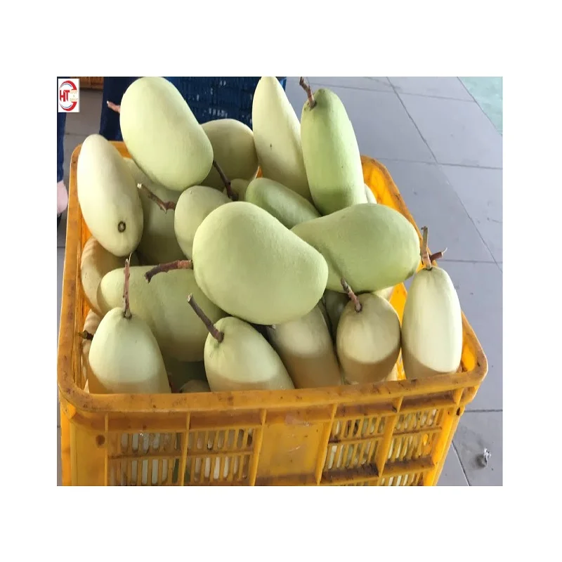 Good Quality Vietnam Ripe Maturity Light Sweet Taste Organic Fresh Fruit Yellow Taiwanese Mango With A Grade