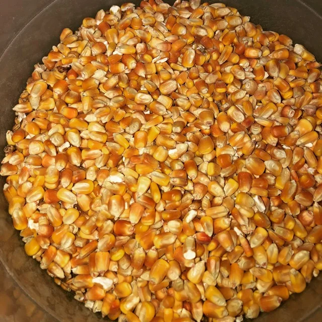Affordable Dried Yellow Maize Corn, Non-GMO Yellow Corn & White Corn/Maize for Human & Animal Feed