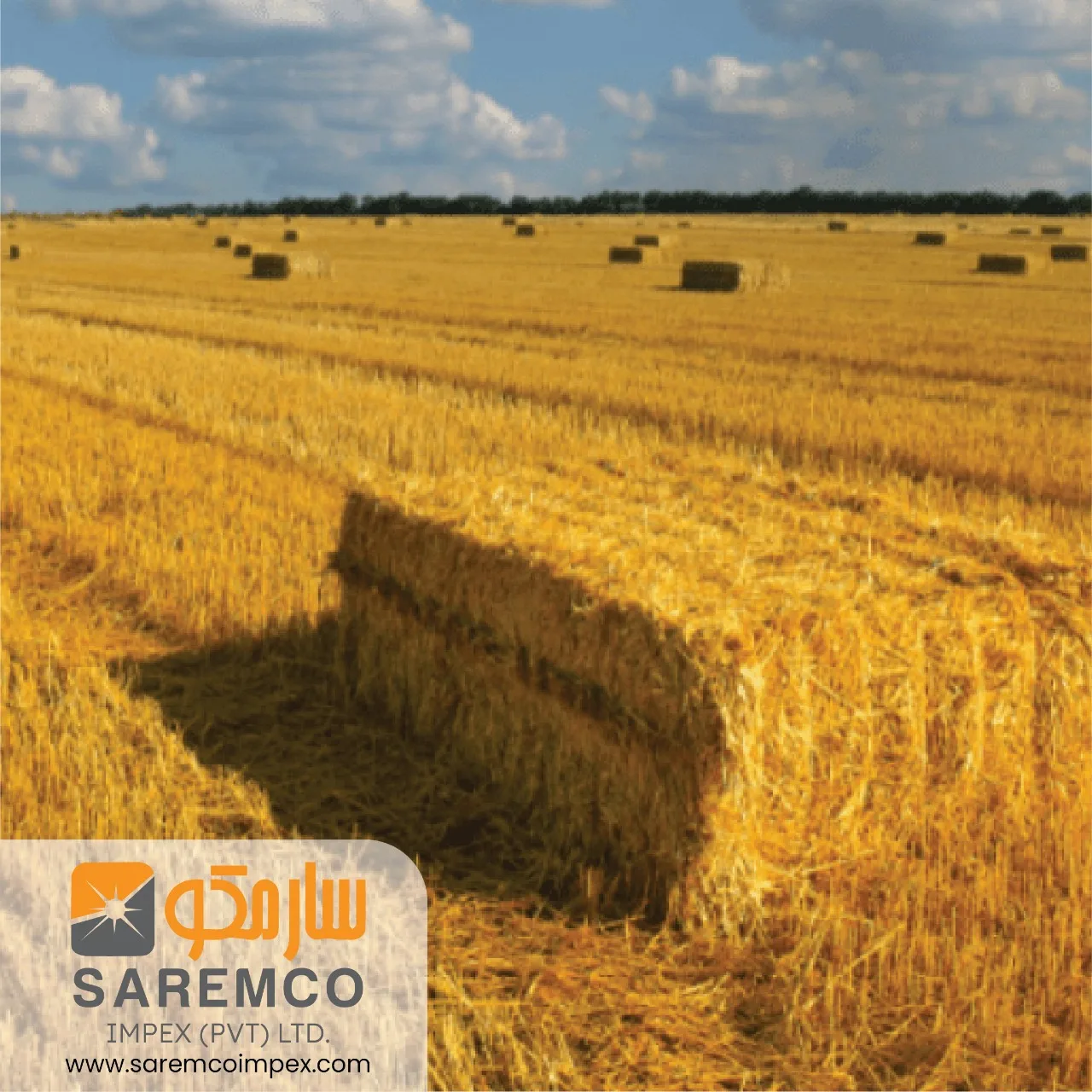 Disease free Yellow Wheat Straw Hay  for animals