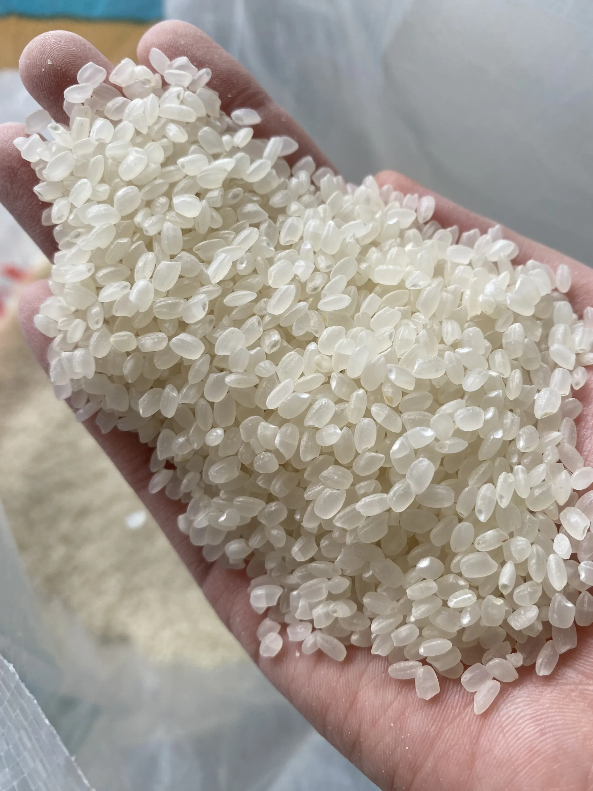 Top Producer Japanese rice food supplier japonica sushi rice riz riso round rice 2023 - WA:84-975807426 Lucy