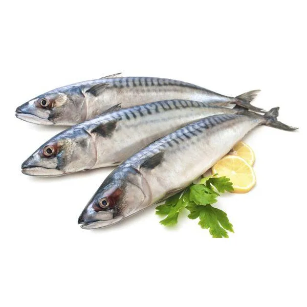 Frozen Anchovy Fish  Wholesale  cheap price