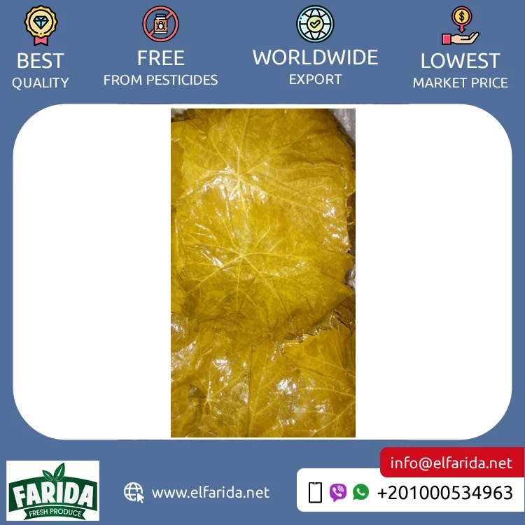 Excellent Quality Best Selling Premium Grade Canned Vegetables Egyptian Grape Leaves in Brine at Wholesale Market Price