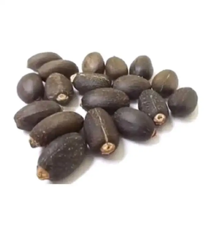 High Quality 100% Dried Natural Jatropha Seeds