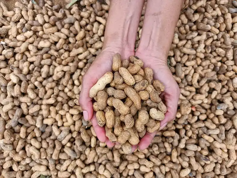 Highest Quality Peanut ,Dried Kernel Peanuts Groundnut