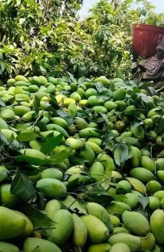 Best price 2023 Premium Fresh Mango From Vietnam100% Natural Premium Grade of Fresh Mango with Best Taste