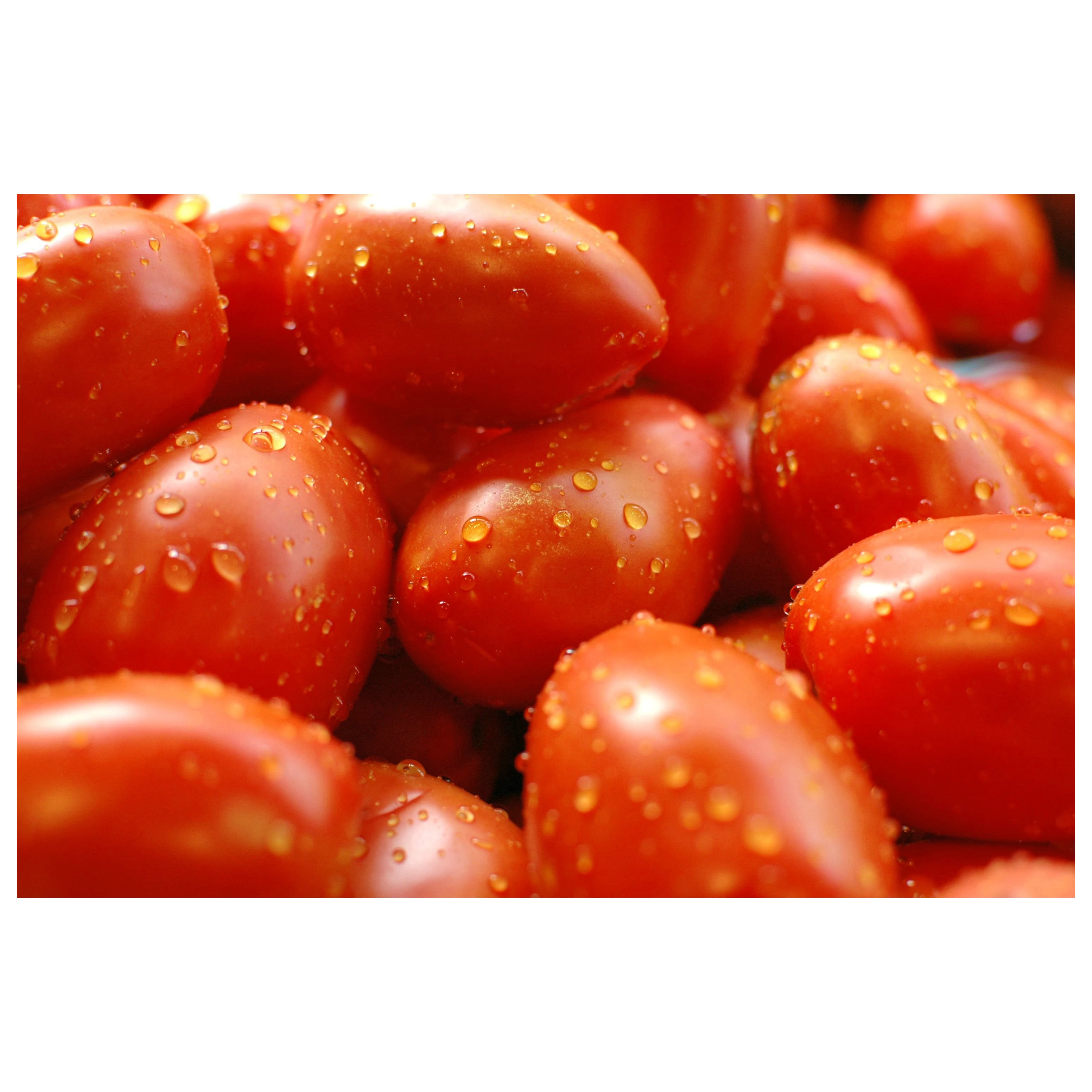 New Arrival Highest Quality Organic Fresh Red Tomatoes from Trusted Global Manufacturer and Exporter
