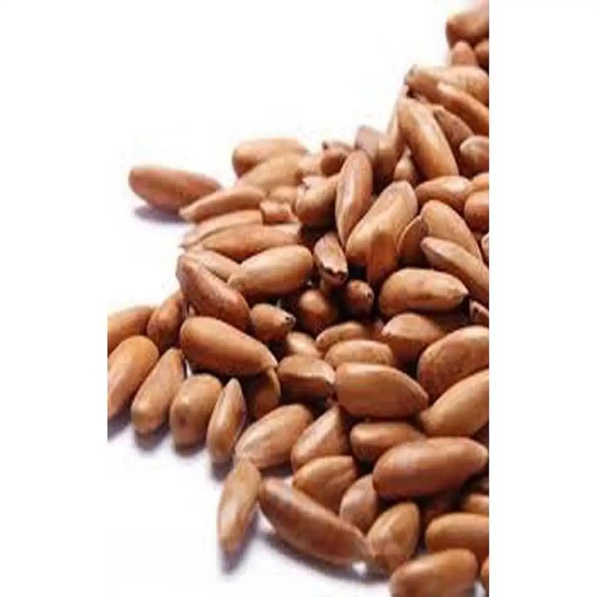 Pine Nuts (chilgoza)