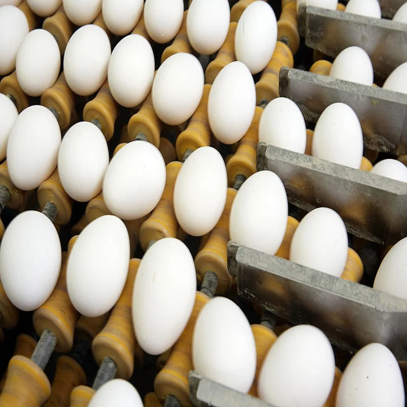 WHITE AND BROWN Farm Fresh Chicken Table Eggs ready for sale at cheap price .