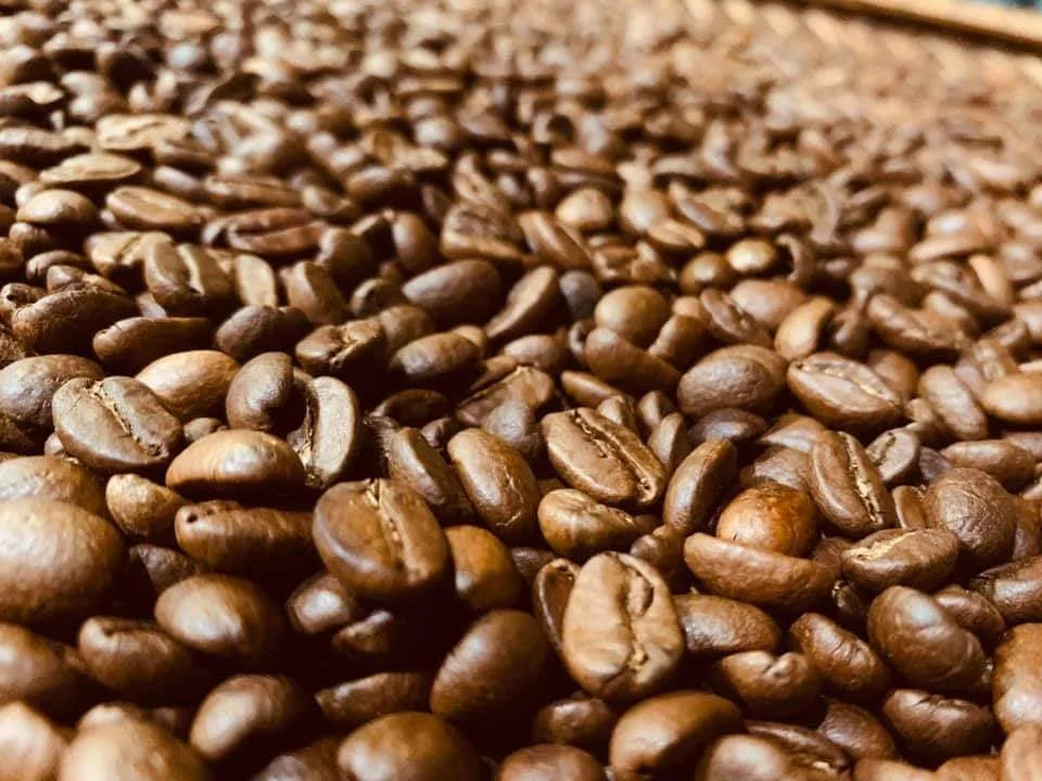 OEM ODM Rainforest Alliance Certified Organic Cultivation Type Vietnam Honey Robusta Screen 18 Coffee Beans