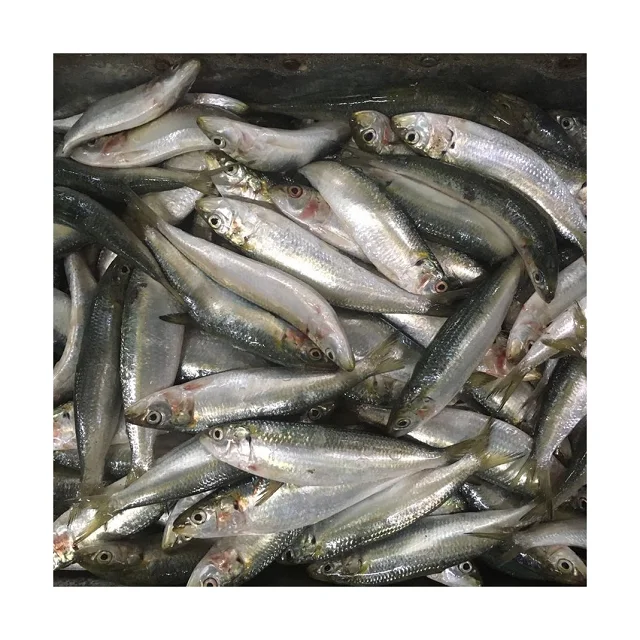 Quality Canned sardine in vegetable oil 125g