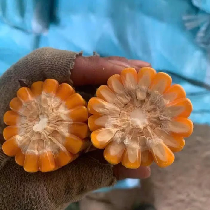 Corn Cornmeal Flour Supply Cheap Price High Quality From Vietnam Large Quantity