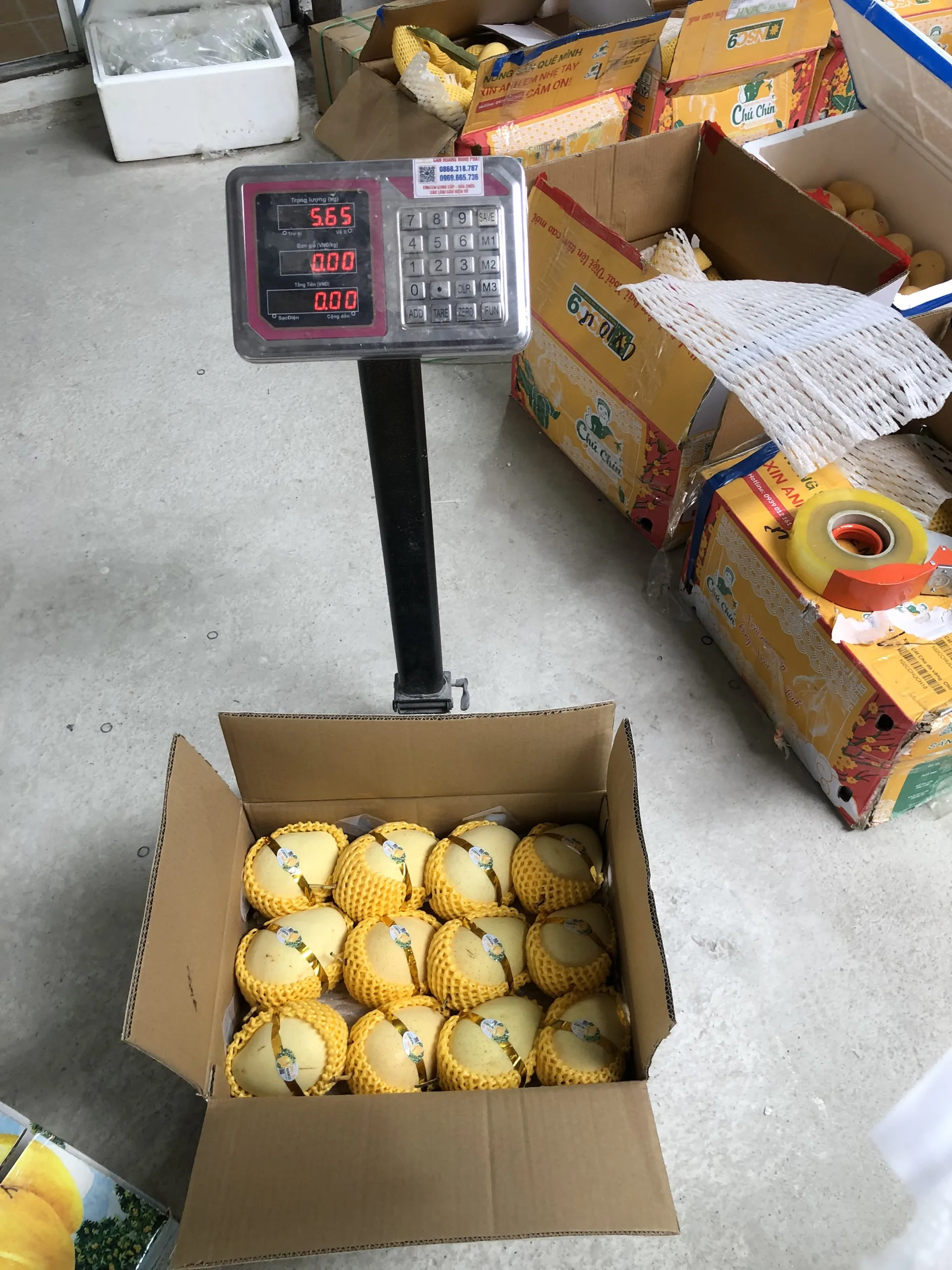 Оптовая продажа, свежие тропические фрукты высокого качества, желтый кот Chu манго, сладкое манго из Вьетнама, готов к отправке на экспорт