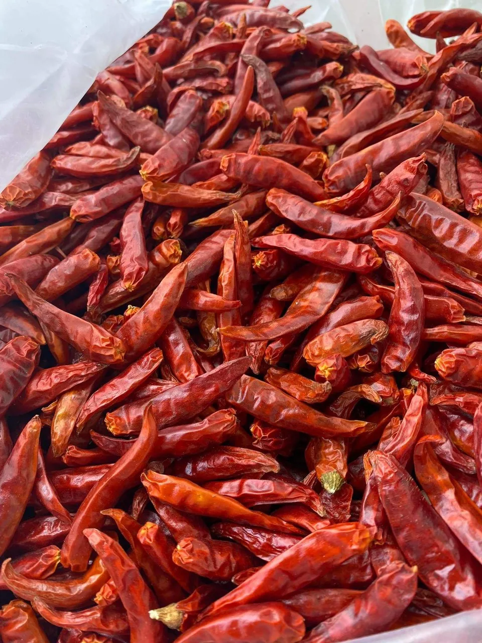 Hot Selling Export Standard 100% Dried Red Chilies with extremely spicy taste made in Vietnam grade 1 at low price