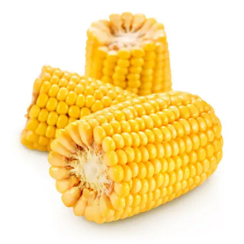 100% Fresh Non GMO Maize Corn / Yellow Corn Maize Grade 1&2 Red White Clean Dried Grade Maize for Human & Animal Feed FOR SALE
