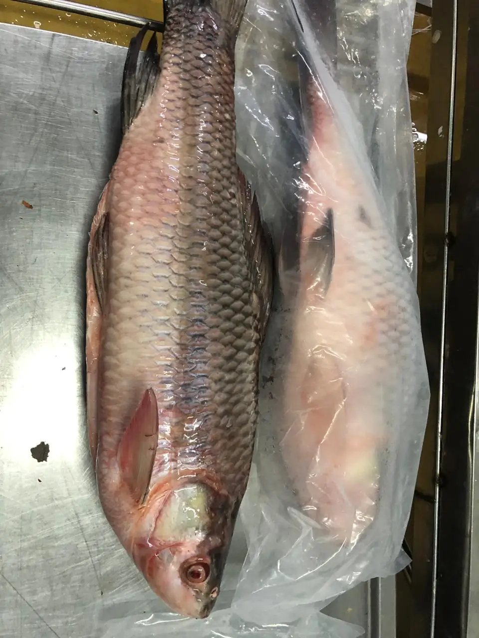 Frozen Rohu fish individual frozen  good quality from Myanmar Origin