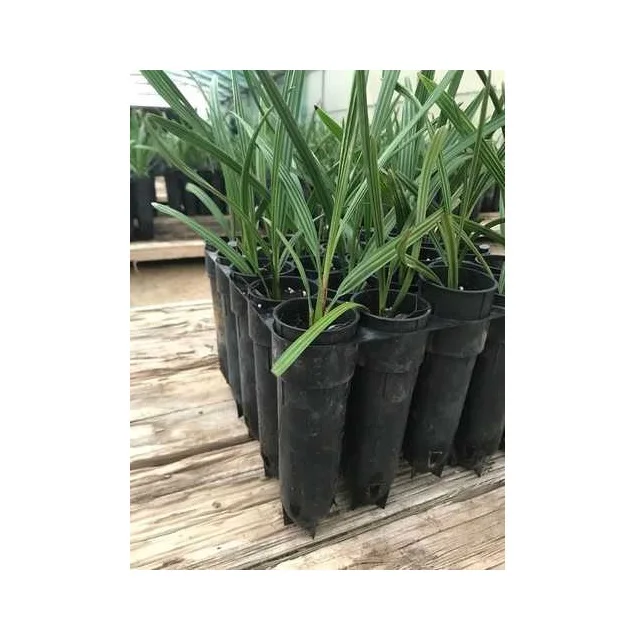 Medjool Flowering Quick Yielding SupplierS In Tamilnadu Phoenix Dactylifera Tissue Culture Date Palm Manufacturers from India