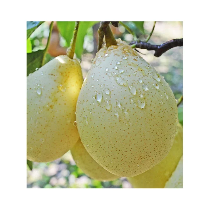 2022 новый урожай свежего фарфора я груша/Синго Груша/Золотая груша для продажи