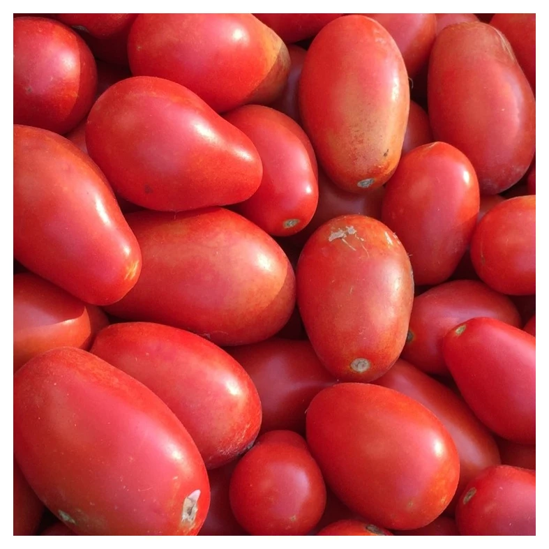 Sweet Red Hybrid Tomato Seeds Fresh Tomatoes in Red Style Packaging for Sale
