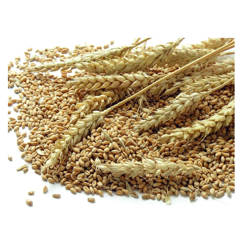 Cheap Wholesale Top Quality Natural Soft Wheat Grains In Bulk