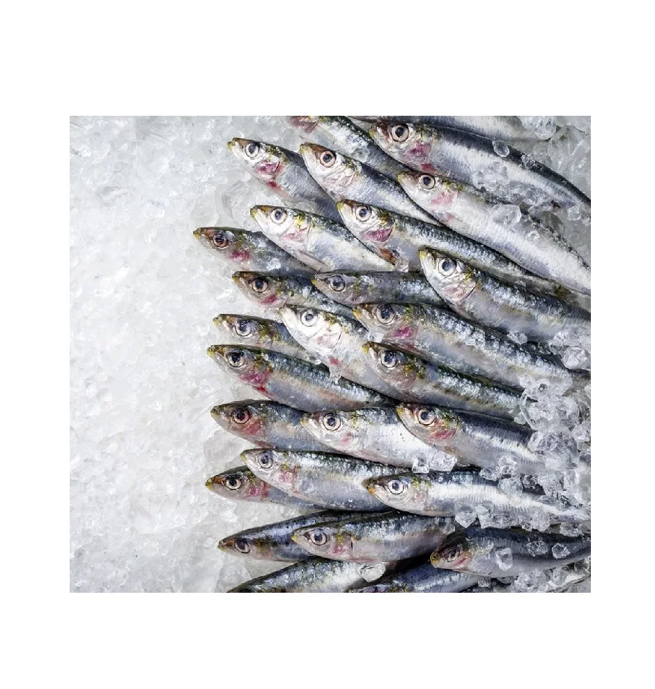 Sardine Fish Frozen Frozen Sardines Manufactures BQF Whole Round Sardine Fish