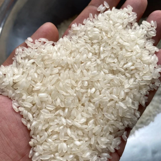 Egyptian Medium Grain Rice 5% broken (Ms Quincy WA: 84 858080598)