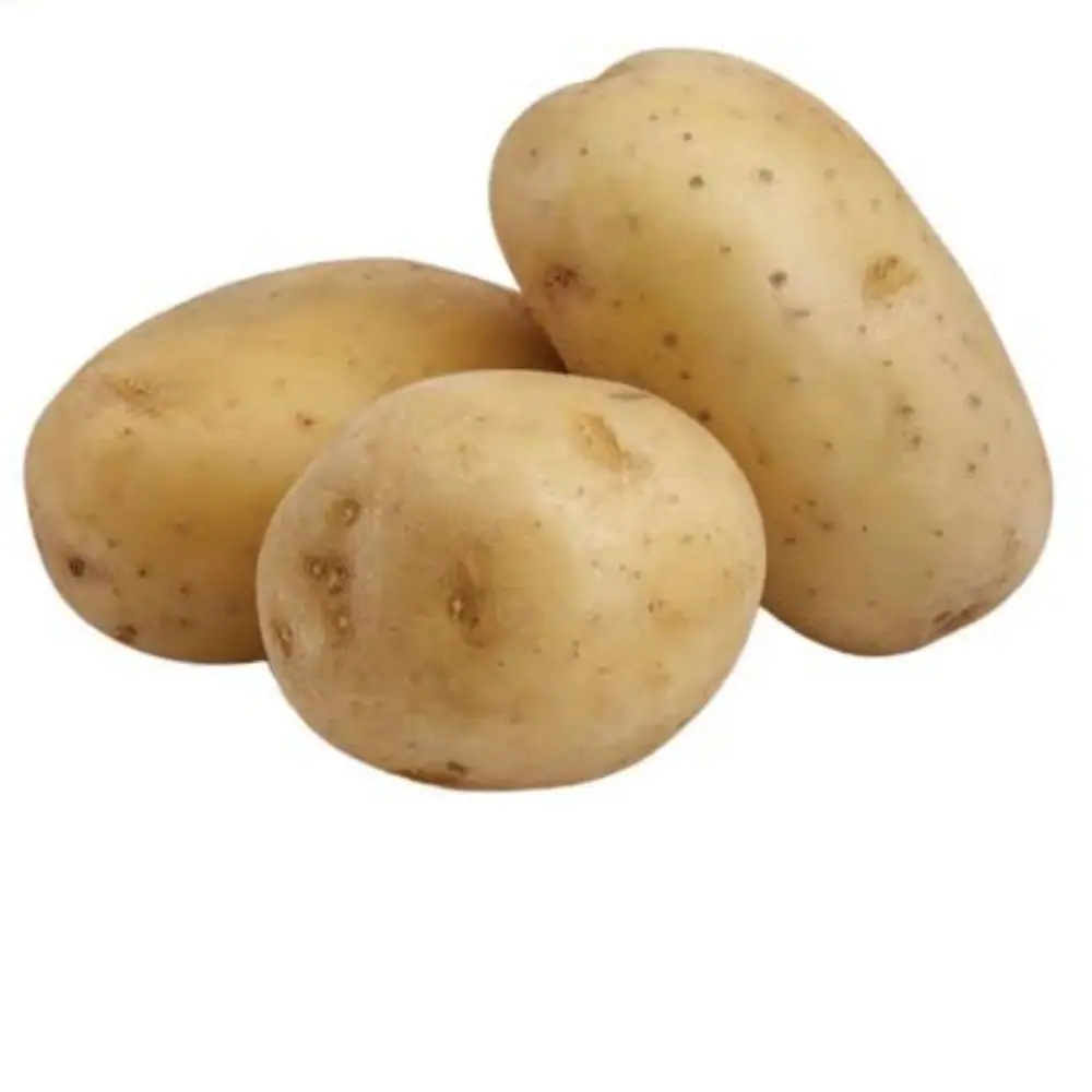 wholesale potato new crop potato fresh organic for making potato chips