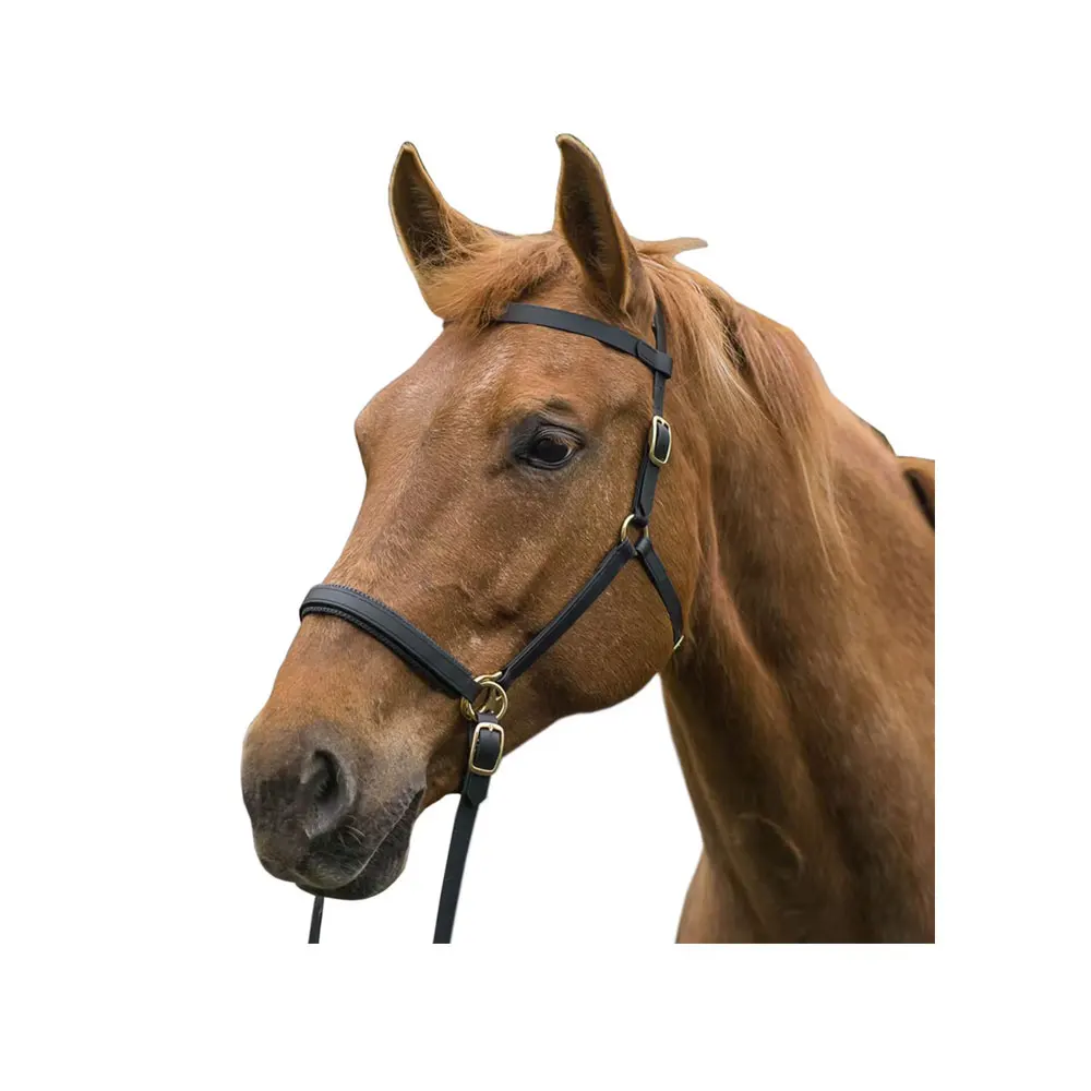 Highest Quality Durable Soft Padded Equestrian Horse Leather BioThane Bridle With Comfortable Headstall Wholesale Manufacturer
