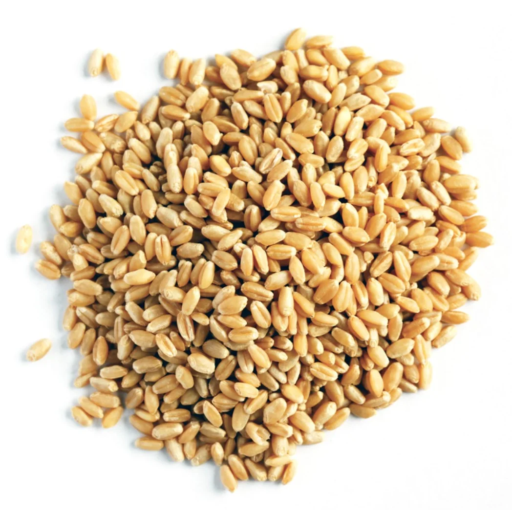 Wheat Grain with Customized Size Packing For Food Making Uses Low Prices Wholesale Suppliers Whole Nutrition