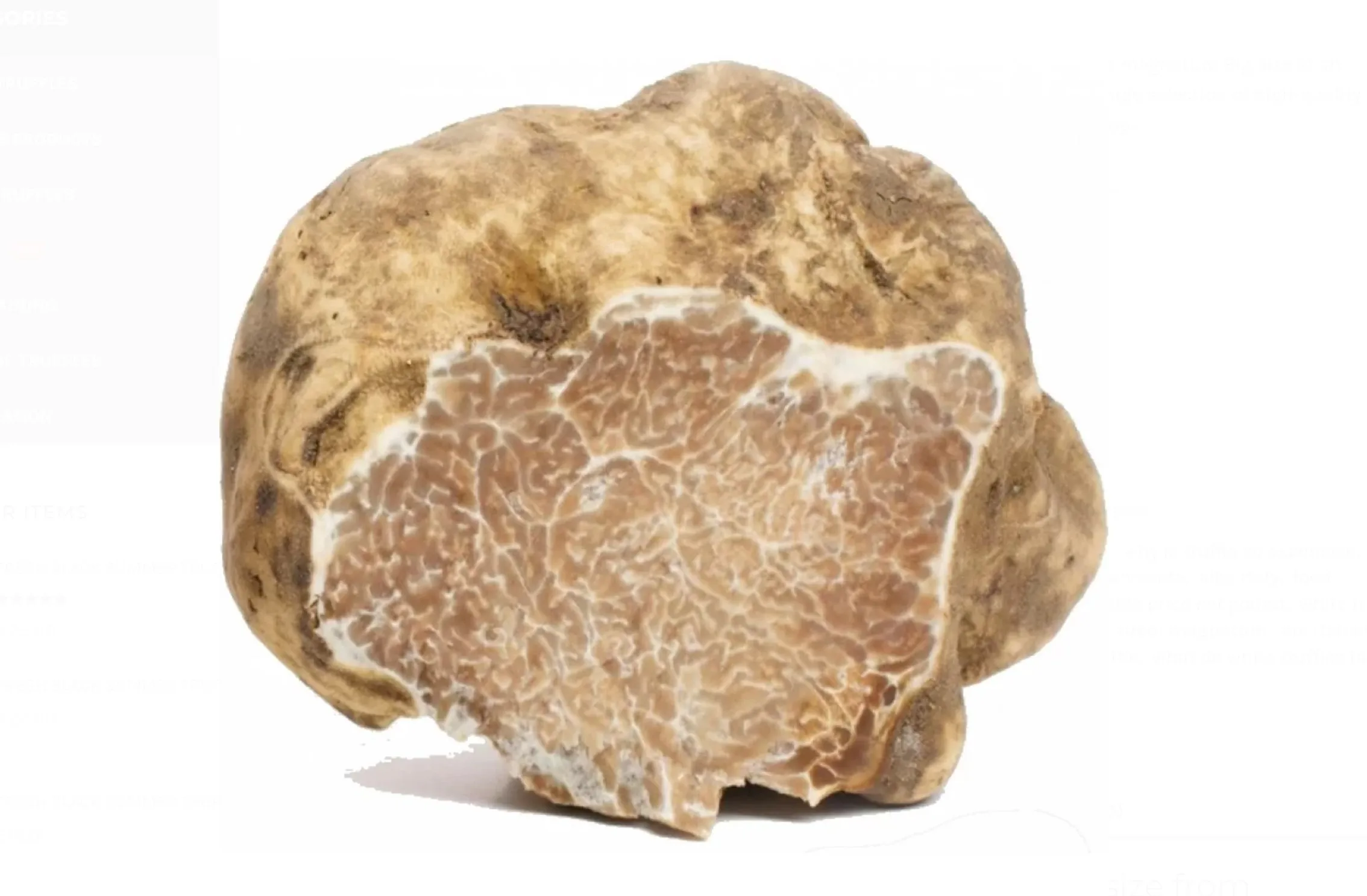 FRESH WHITE TRUFFLES TUBER MAGNATUM HUGE SIZE - FIRST GRADE