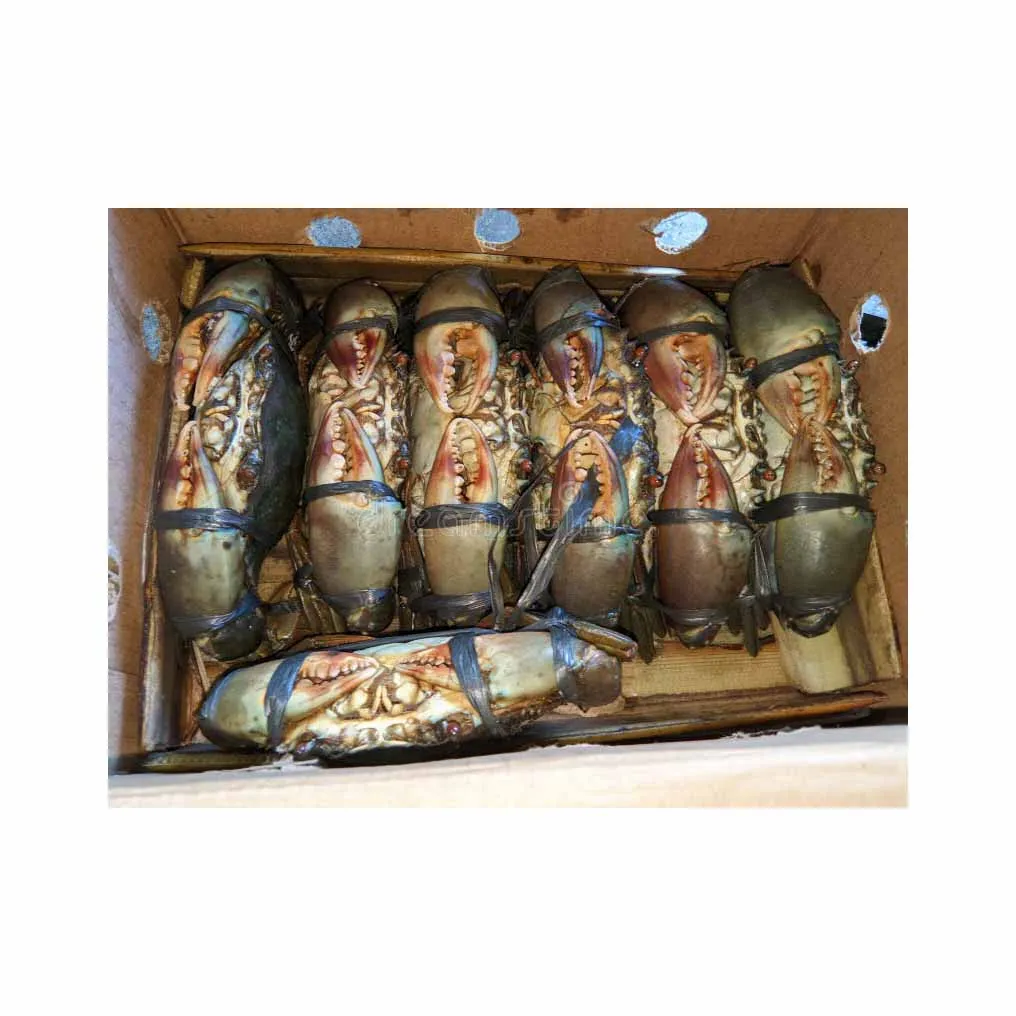 Premium quality fresh mud crab available for direct purchase perfect for culinary dishes.