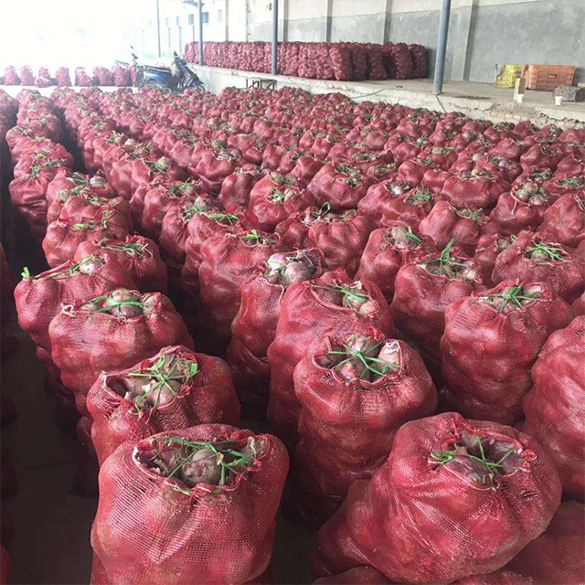 red onion for sale / premium quality red onion wholesale/low price onion