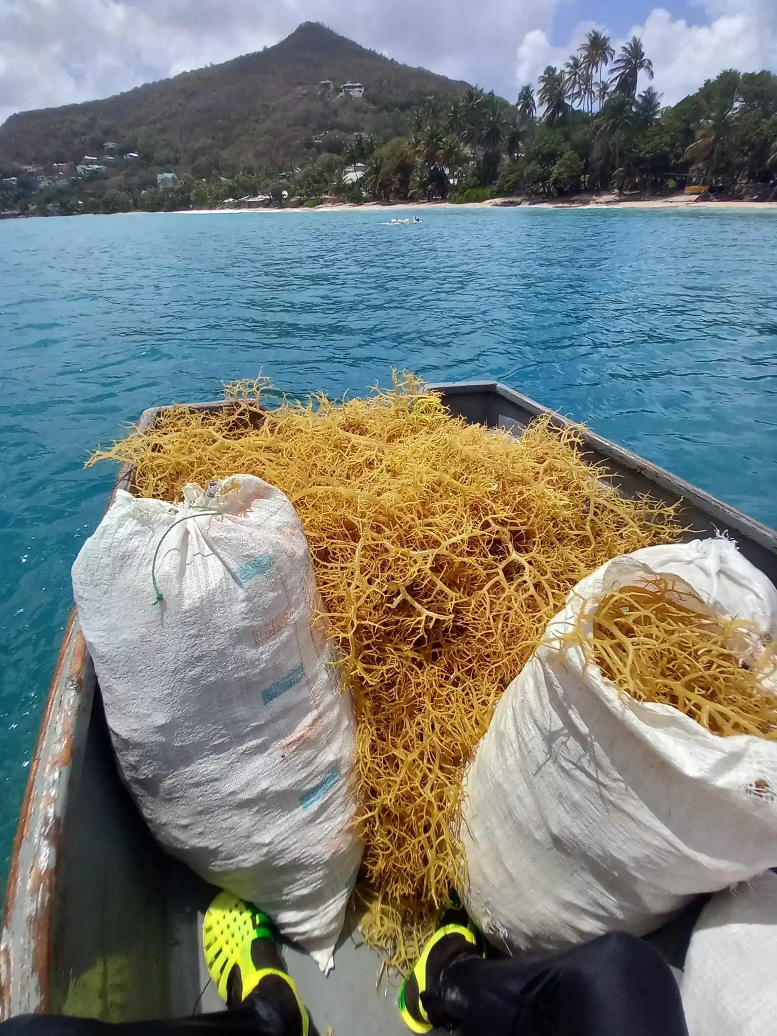 Морские водоросли без соли сушеные коричневые желто-фиолетовые Eucheuma Cottonni Vietnam 100% Oragnic Irish Moss высушенные