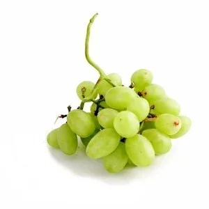 Best Selling Premium Green Grapes with Good Sweet Content and Flavorful Available at Wholesale Price from Indian Exporter