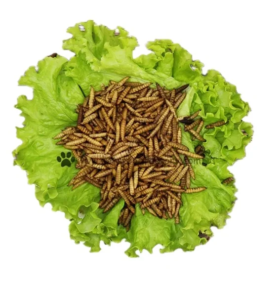 mealworms dried Freeze snacks Wholesale of natural pet snacks for birds and hamsters food yellow mealworms dried Freeze