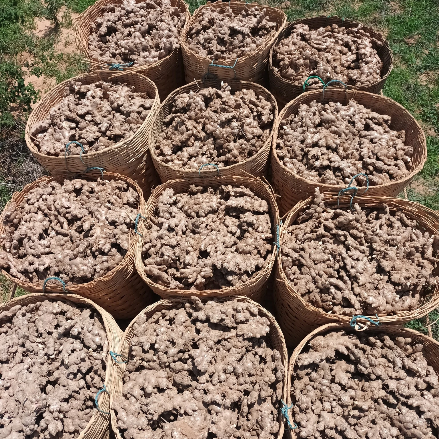 Высокое качество свежий имбирь