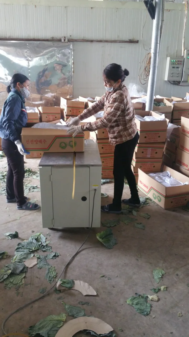 Professional Vietnam Carrot Supplier Rich Quality Bulk Selling Fresh Red Carrots at Wholesale Price/ Direct Carrot Supplier