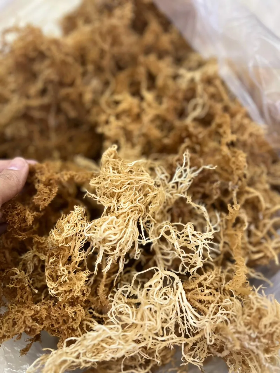 HIGH QUALITY SEA MOSS FROM VIETNAM SUPPLIER WITH THE BEST PRICE/ Wild crafted Irish Sea moss origin Ninh Thuan, Vietnam