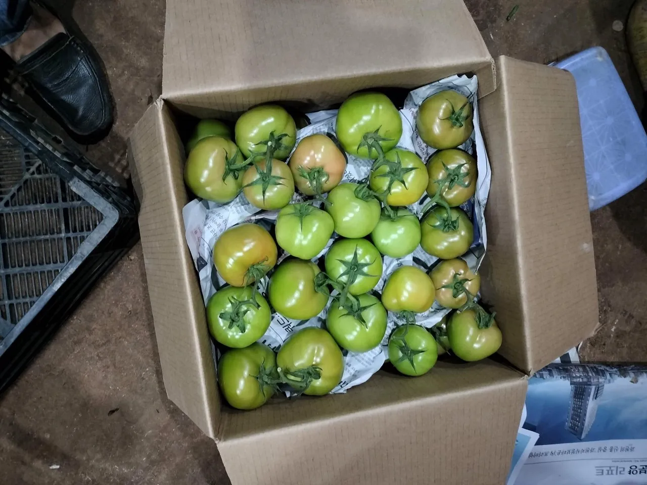 Fresh Vegetables Fresh Tomatoes Rita Tomatoes Beef Tomatoes  From Wholesale Green Farmer In Vietnam High Quality Nutrition Food