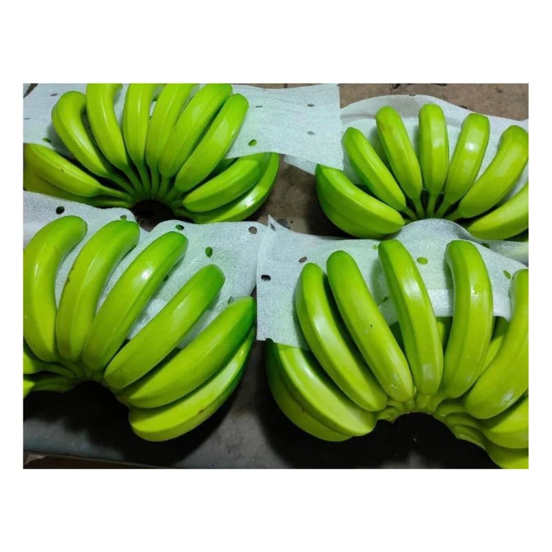 Vietnam Fresh Banana - Fresh Green Cavendish Banana Premium For Export - Wholesale Fresh Fruit And Vegetables
