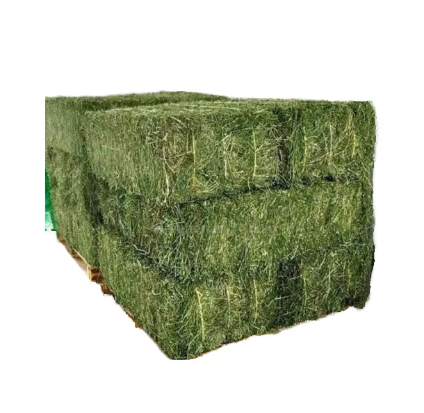 2024 Premium Animal Feed Fodder Rhodes Grass Top Quality Hay Grass for Export