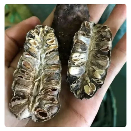 BEST PRICE VIETNAMESE DRIED NONI LEAVES - HIGH-QUALITY ORGANIC WELLNESS PRODUCT
