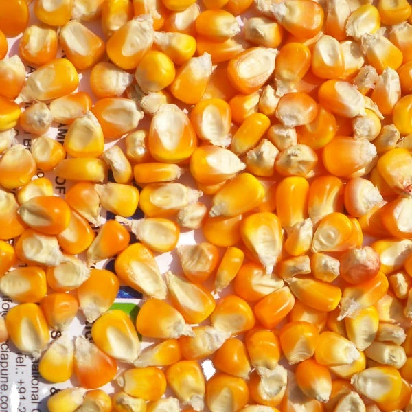 Желтая Кукуруза зернистость кукурузы не ГМО сухой новейший Урожай по лучшей цене от индийского