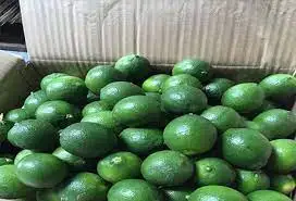 Special Item Lime Without Seed Keep Cool Or Refrigerated Green And Pale Yellow Organic Packed In Box Made In Vietnam