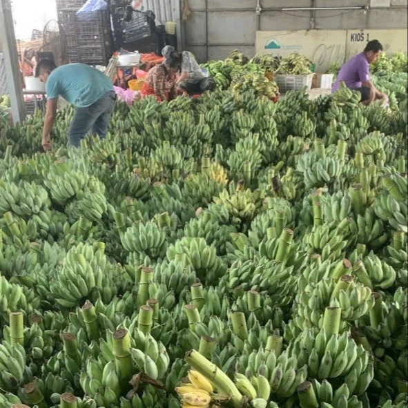 Fresh Bananas Farmed Green Porcelain Bananas Factory Price Made From Vietnam Manufacturers